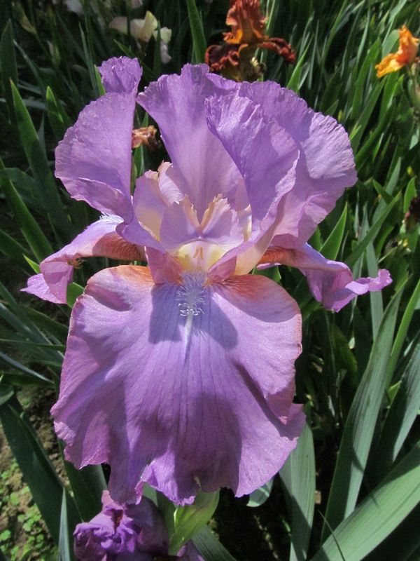 Amethyst Flame