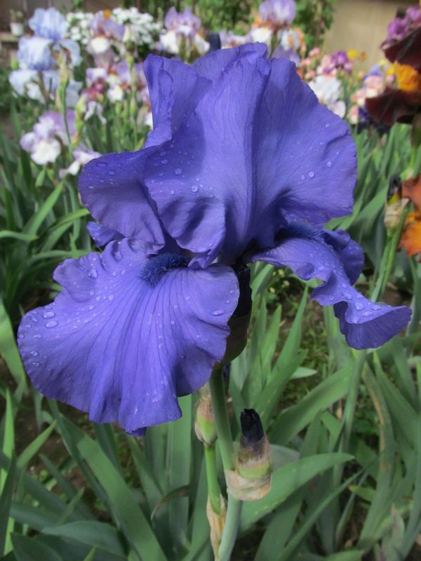 Blue Luster