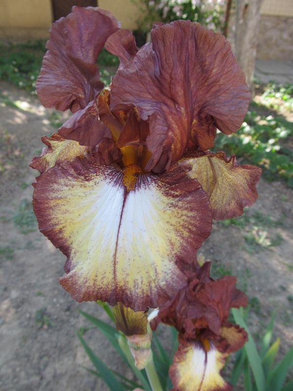 Burgundy Brown