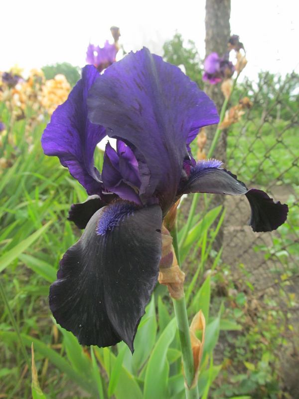 Deep Black