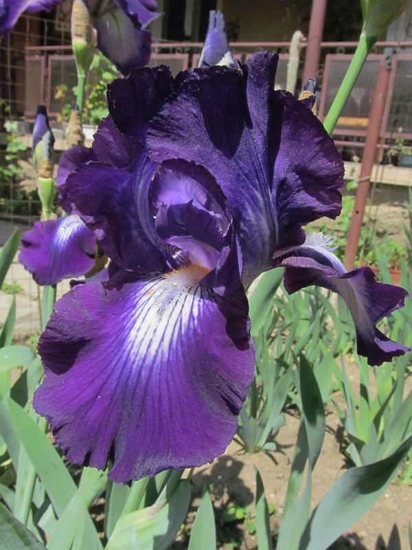 Exotic Star