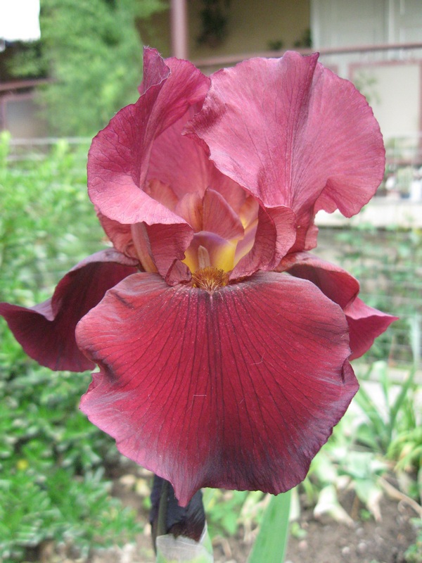 Jewel Tone