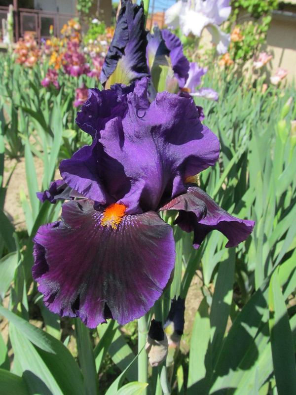 Local Color: 