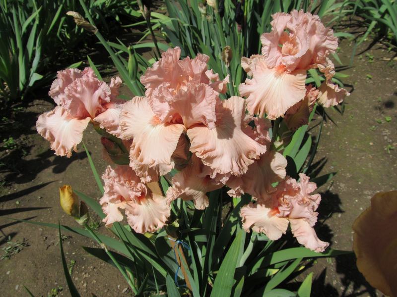 lotusland 06