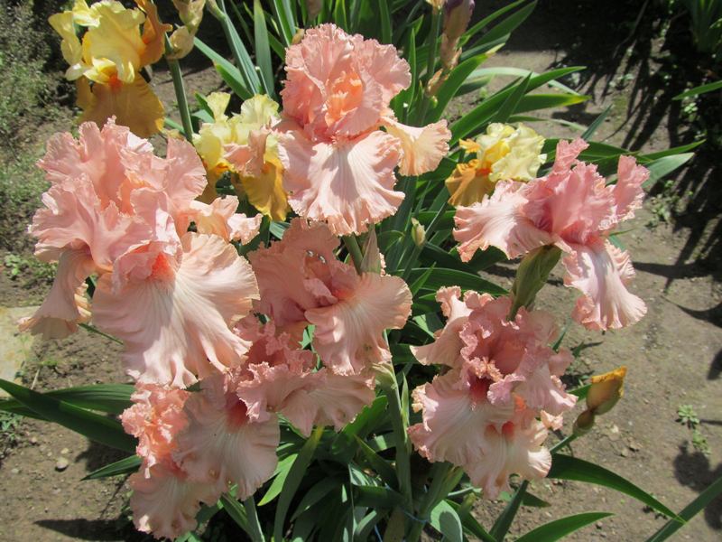 lotusland 07