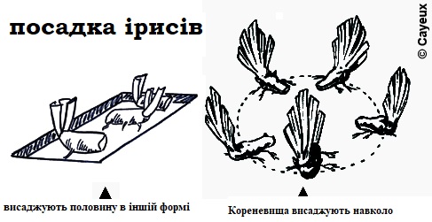 iris planter2 ukr