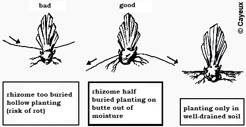 iris planter eng