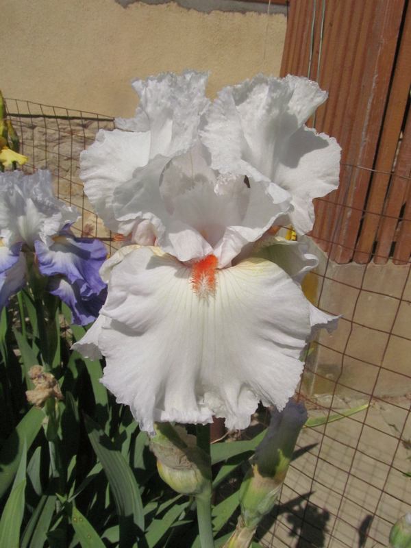 White (Kanadai)